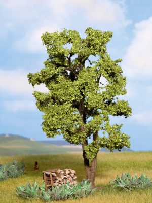 Acacia
