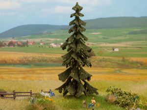 Conifer