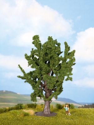 Stejar